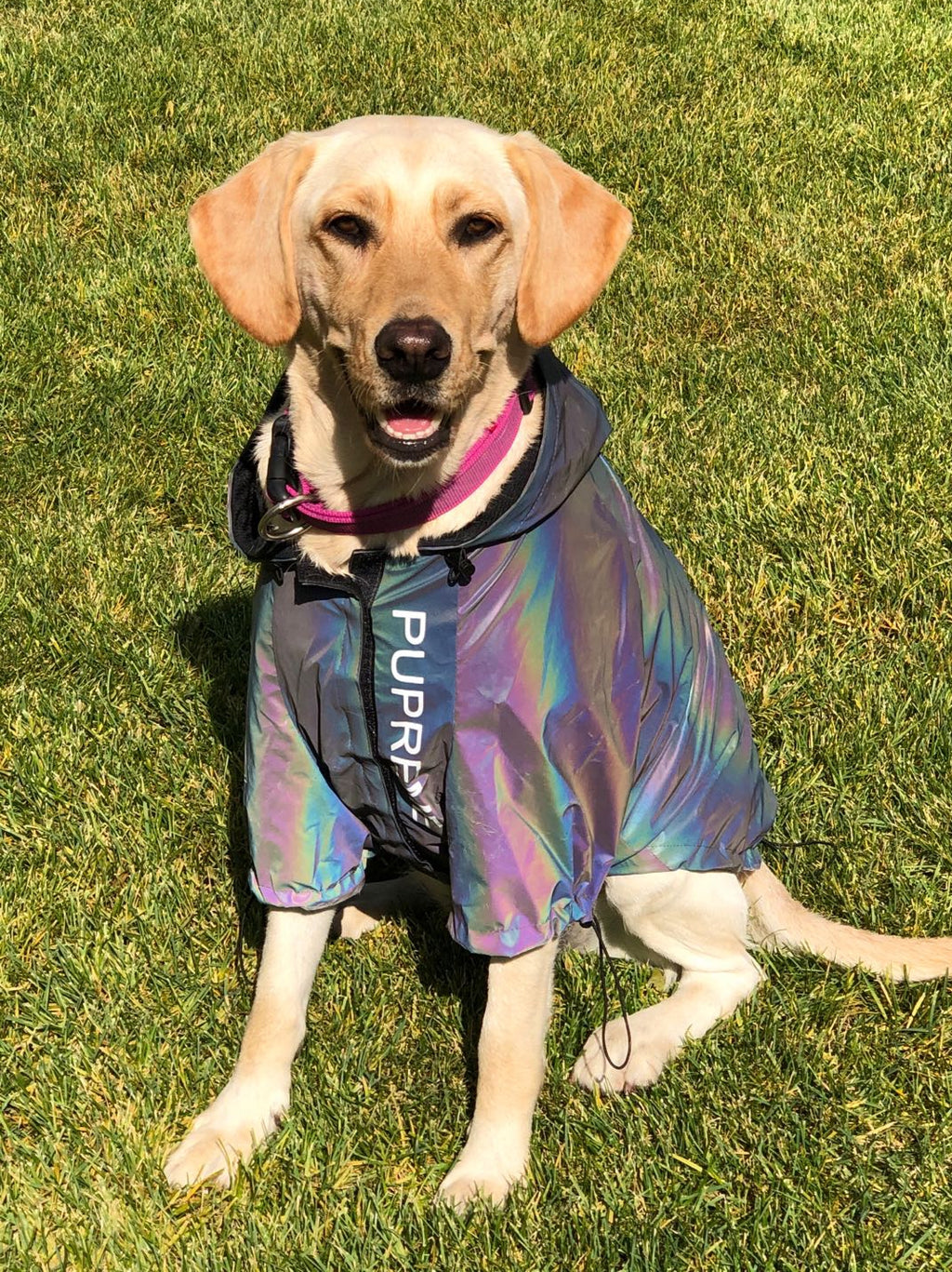 Reflective Raincoat for Dogs - Corgi, Schnauzer, Frenchie